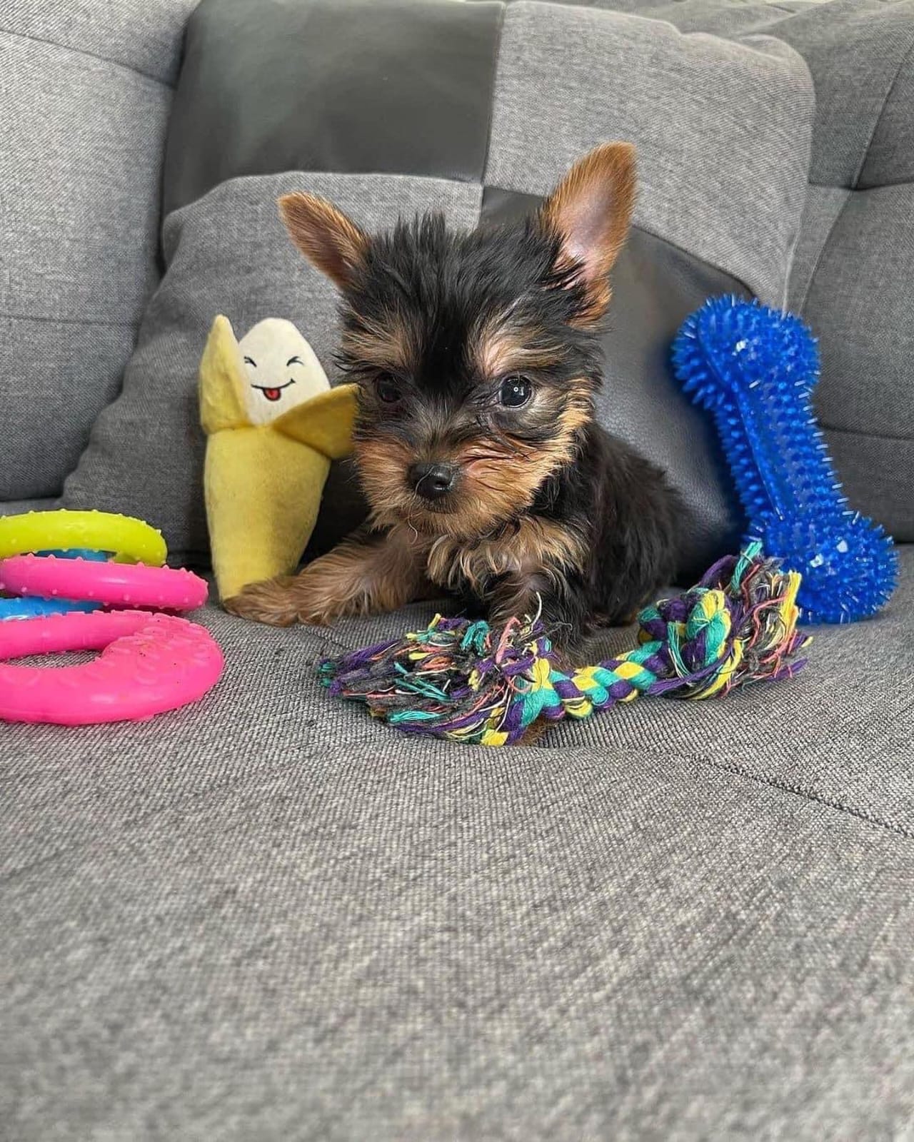 Juli - Female Yorkie Puppy